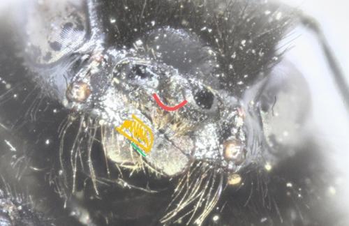 Bombus lapidarius